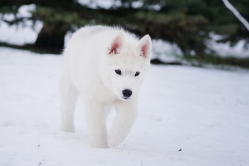 Hope - Wspolne zabawy szczeniat 11 tygodni